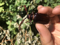 Prionus californicus