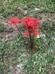 Lycoris