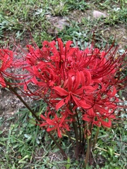 Lycoris