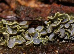 Dermateaceae