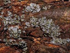 Dermateaceae