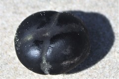 Merremia discoidesperma