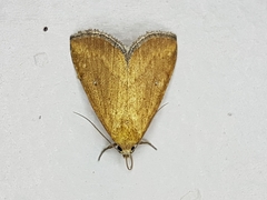 Rivulinae