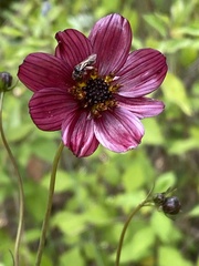 Cosmos scabiosoides