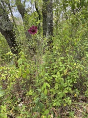 Cosmos scabiosoides