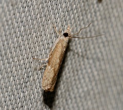 Culladia hastiferalis