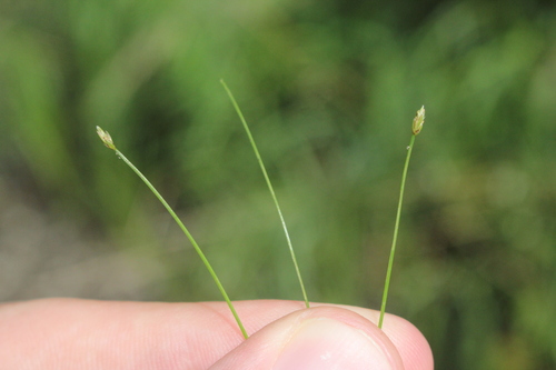 Image of Eleocharis intermedia by (c) Quinten Wiegersma, some rights reserved (CC BY)