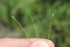 Eleocharis intermedia