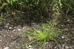 Eleocharis intermedia