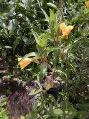 Oenothera elongata