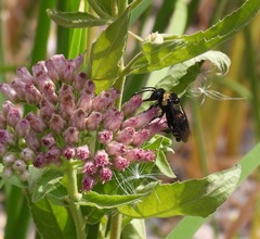 Triepeolus concavus