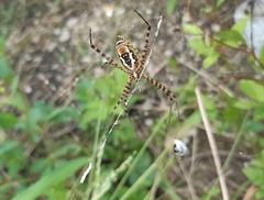 Argiope trifasciata
