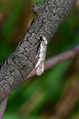 Philobota stella