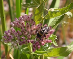 Triepeolus concavus