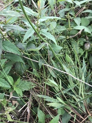 Dichanthelium perlongum