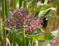 Triepeolus concavus