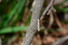 Philobota stella