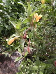 Oenothera elongata