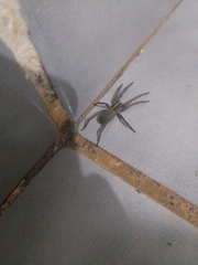 Centroctenus brevipes