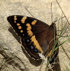 Aeropetes tulbaghia