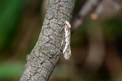 Philobota stella