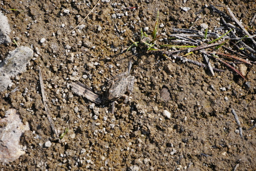 iNaturalist observation photo of Pacific chorus frog