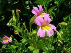 Erythranthe erubescens