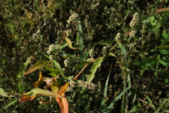 Persicaria tomentosa