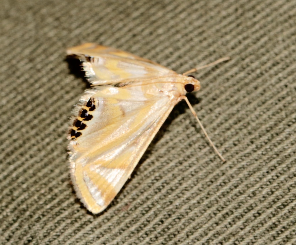 Eoophyla