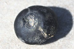 Merremia discoidesperma