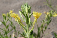 Oenothera oakesiana