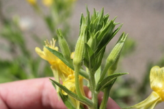 Oenothera oakesiana