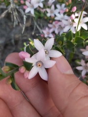 Philotheca buxifolia