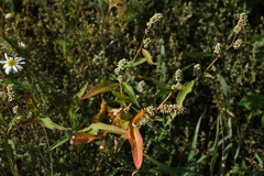 Persicaria tomentosa