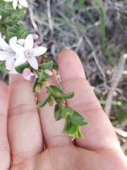 Philotheca buxifolia