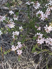 Philotheca buxifolia