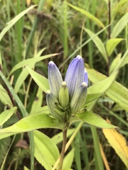Gentiana × pallidocyanea