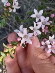 Philotheca buxifolia
