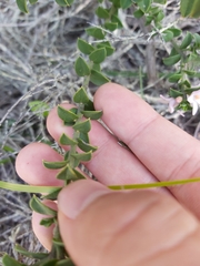 Philotheca buxifolia
