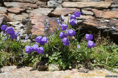 Campanula marchesettii