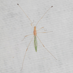 Metacanthus multispinus