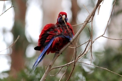 Platycercus elegans elegans