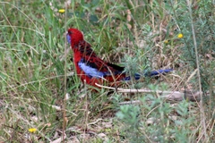 Platycercus elegans elegans