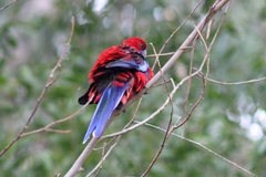 Platycercus elegans elegans