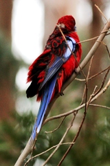 Platycercus elegans elegans