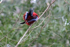 Platycercus elegans elegans