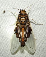 Idalus bolivianus