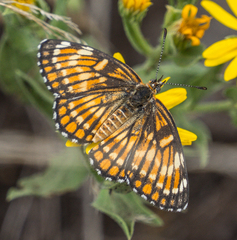 Chlosyne coronado coronado