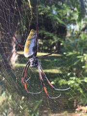 Trichonephila inaurata madagascariensis