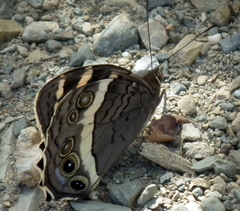 Aeropetes tulbaghia